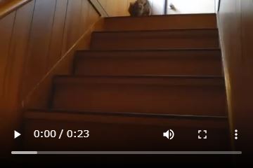 動画ねこのホテル