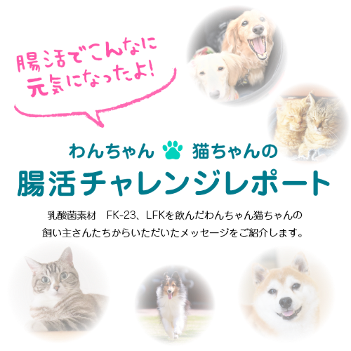 腸活でこんなに元気になったよ！乳酸菌素材　FK-23、LFKを飲んだわんちゃん猫ちゃんの
飼い主さんたちからいただいたメッセージをご紹介します。