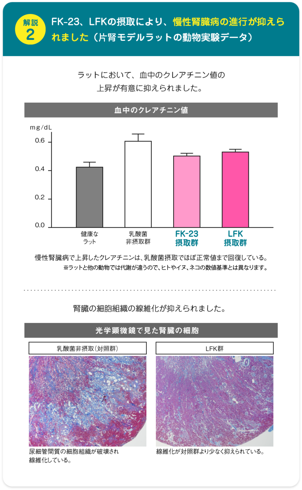 解説２_慢性腎臓病の進行が抑えられました　FK-23、LFKの摂取により、慢性腎臓病の進行が抑えられました（腎臓モデルラットの動物実験データ）ラットにおいて、血中のクレアチニン値の
上昇が有意に抑えられました。血中のクレアチニン値健康なラット乳酸菌非投与群FK-23接種群LFK接種群慢性腎臓病で上昇したクレアチニンは、乳酸菌摂取でほぼ正常値まで回復している。※ラットは人間とは代謝が違うので、人間の数値基準とは異なります。腎臓の細胞組織の線維化が抑えられました。乳酸菌非摂取（対照群）尿細管間質の細胞組織が破壊され線維化している。LFK群線維化が対照群より少なく抑えられている。
