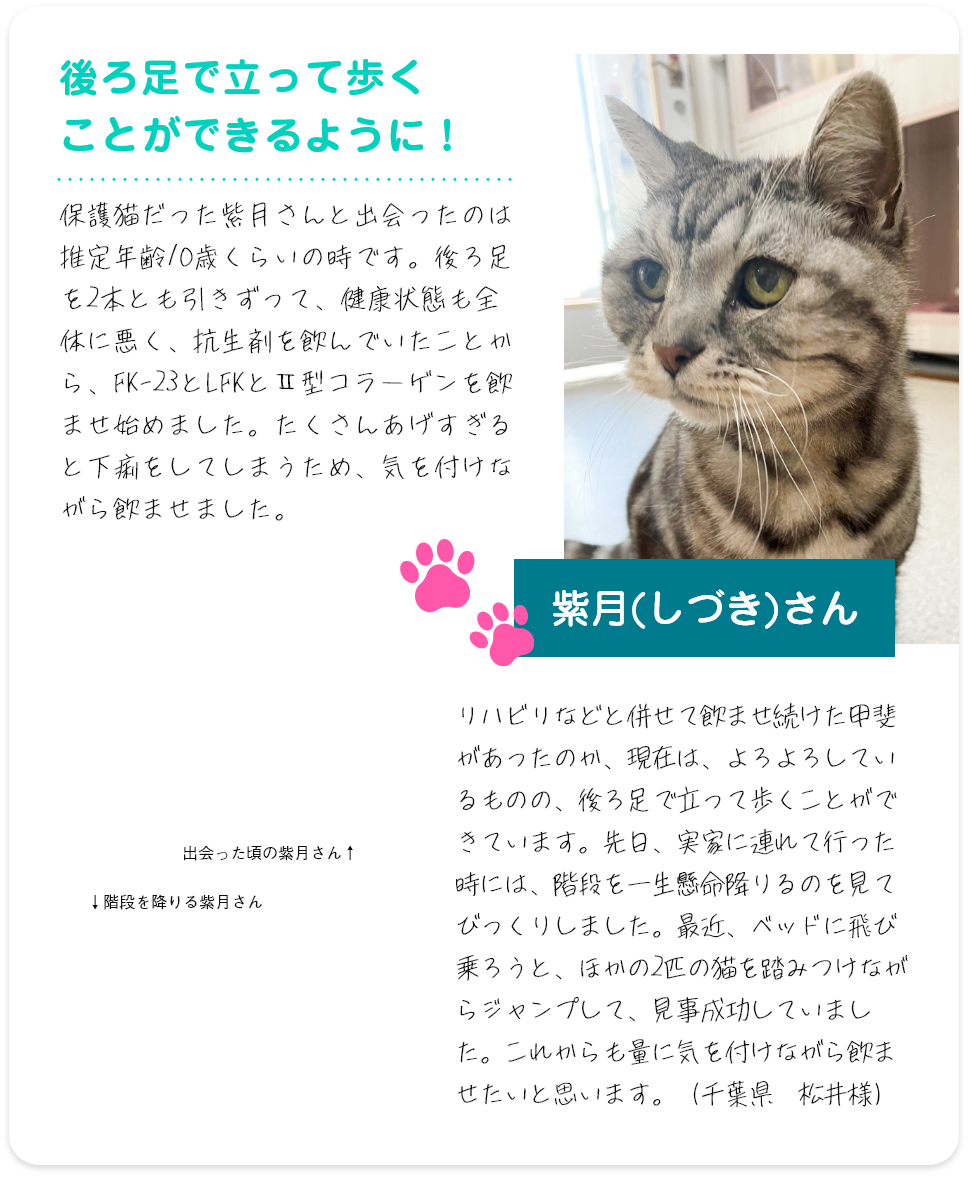 後ろ足で立って歩くことができるように！ 保護猫だった紫月さんと出会ったのは推定年齢10歳くらいの時です。後ろ足を2本とも引きずって、健康状態も全体に悪く、抗生剤を飲んでいたことから、FK-23とLFKとⅡ型コラーゲンを飲ませ始めました。たくさんあげすぎると下痢をしてしまうため、気を付けながら飲ませました。