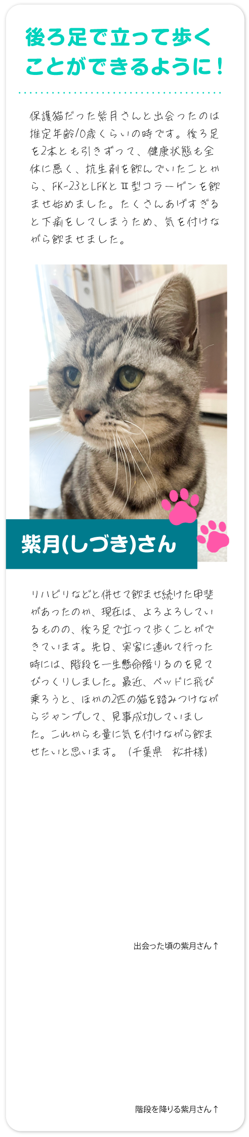 後ろ足で立って歩くことができるように！ 保護猫だった紫月さんと出会ったのは推定年齢10歳くらいの時です。後ろ足を2本とも引きずって、健康状態も全体に悪く、抗生剤を飲んでいたことから、FK-23とLFKとⅡ型コラーゲンを飲ませ始めました。たくさんあげすぎると下痢をしてしまうため、気を付けながら飲ませました。